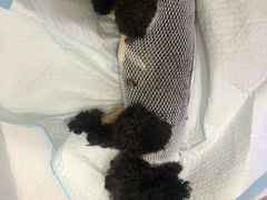 -北京恒爱动物医院(清景园分院)