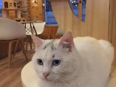 -猫的茶·猫咖