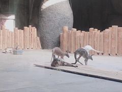 -鄂尔多斯野生动物园