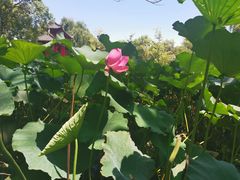 -四川大学(华西校区)