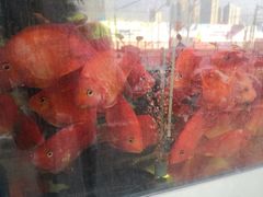 -万商花鸟市场