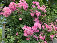 -煲宫猪肚鸡(昆山金鹰国际购物中心店)