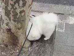 -PETKIT 小佩宠物·低压洗护·美容·寄养(安远店)