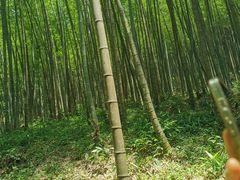 -广州市石门国家森林公园