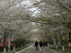 -高东镇樱花园
