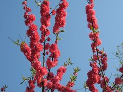 -南汇桃花村