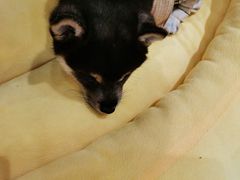 -逗柴咖啡屋·狗咖猫咖宠物桌游