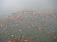 IMG_2543-大明山自然探索公园