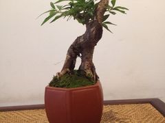 iphone_upload_pic-璞素(浦东店)