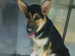 -小叮当动物医院·骨科·眼科