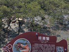 -北海金海湾红树林生态旅游区