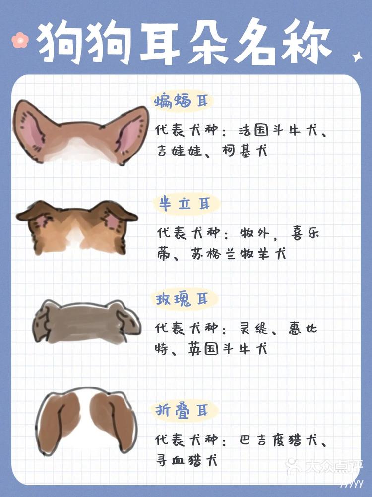狗狗尾巴和耳朵也有不同的形状哦!