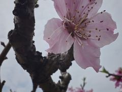 -南汇桃花村