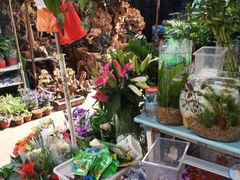 -曲阳花鸟市场(曲阳路店)
