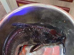 -集草轩·重庆麻辣烤鱼(西湖道店)