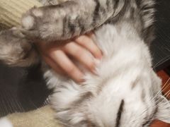 -猫小院猫主题咖啡厅(北锣店)