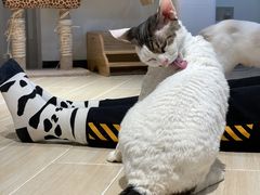 -momokira米努特·德文卷毛猫·棉花面纱犬