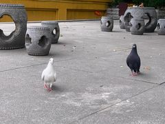 -宝通禅寺