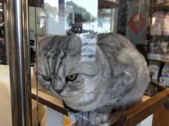 -宠小格时尚宠物生活馆(唐镇店)