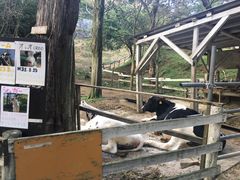 -神户市立六甲山牧场