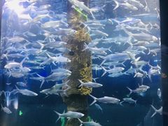 -厦门海底世界