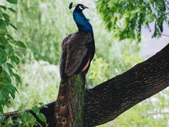 -J Create城市露营咖啡·简餐·宠物(上海动物园店)