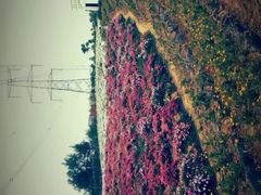 -紫颐香薰山谷景区