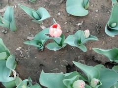 -玲珑塔公园