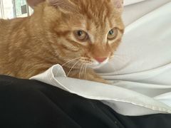 -瑞派福兴宠物医院犬猫全科·骨科·中西医结合(河东店)