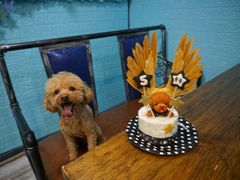 -百好乐宠物友好餐厅(朝外大街店)