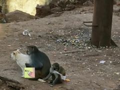 -昆明动物园