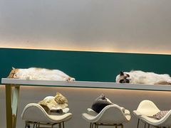 -飞行喵MR PILOT|猫舍·猫咖(静安大融城店)