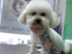 -半岛宠物医院24小时(科华中路店)