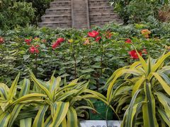 -南宫五洲植物乐园