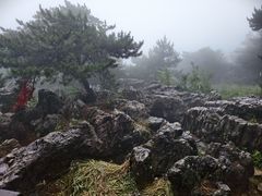 -王莽岭风景区