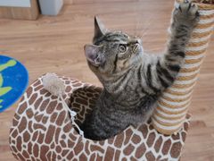 -COLOR PETS 撸猫馆·购猫·猫咖(长风大悦城店)