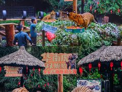 -广州长隆野生动物世界