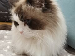 -滚猫咖啡·猫咖·猫友好撸猫(未来城店)