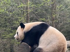 -都江堰中华大熊猫苑