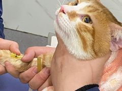 -伟伟宠物医院·CT影像中心·瑞派犬猫综合性门诊(汉口总院)