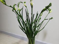 -循礼门鲜花花市(武汉循礼门店)