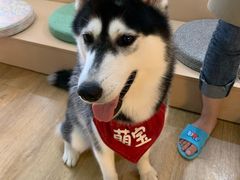 -Husky Go! 哈士奇体验馆·宠物咖啡厅狗咖