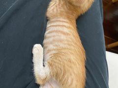 -御宝贝·A梦猫科宠物医院(国际猫友好医院)