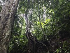-西双版纳原始森林公园