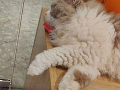 -米乐乖乖猫咪咖啡馆·猫咖(深圳湾后海汇店)
