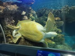 -上海海洋水族馆