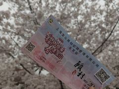 -顾村公园