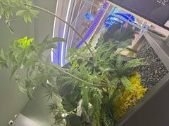 -芸山季·云南山珍菌火锅(南翔印象城MEGA店)