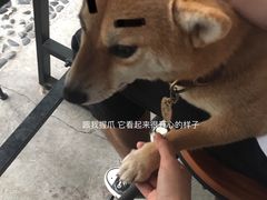 -柴犬高等学院·狗咖·柴犬售卖·宠物训练