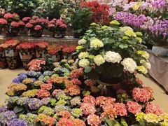 -双季花艺园艺市场(浦东店)